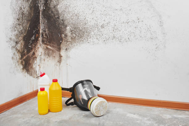 Best DIY Mold Remediation Support Services in Stonecrest, GA